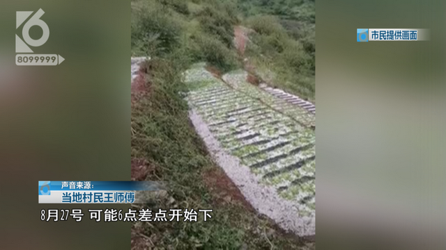 繁制全国6成蔬菜种子！为什么这里租金5000元/亩菜农也愿来种菜？