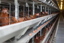 都说蛋鸡是印钞鸡，养30万蛋鸡一年可赚多少钱，说出来你可能不信图片