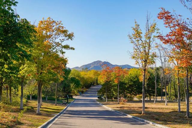 低头捡个秋！我收藏了整个烟台的秋天