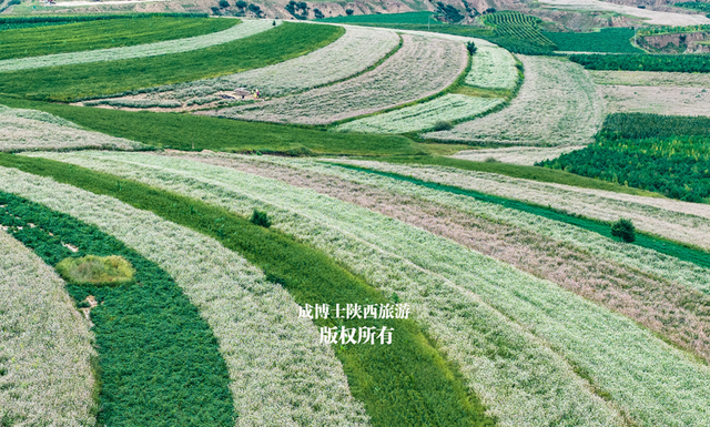 陕西8月份最大的荞麦花海，感觉不是很火，什么原因呢？
