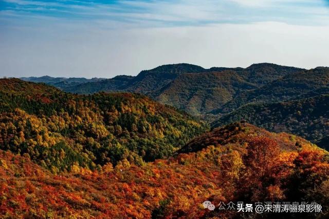 陕西渭南：姹紫嫣红 游人如织 服务周到 韩城香山红叶欣赏正当时