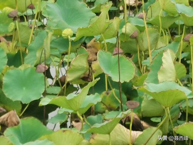 湖岸风光:秋菏