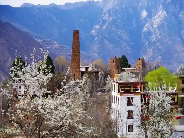 川西高原百万株梨花，进入观赏期，错过就要等一年