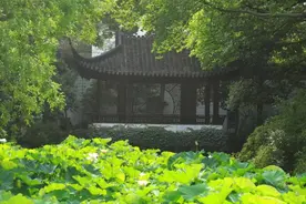 苏州今夏赏荷指南→图片