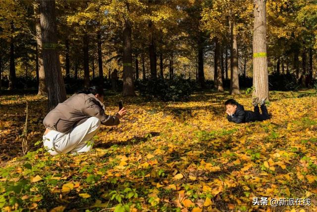 立冬已至，潍坊的秋意仍浓，这里的风景绝美