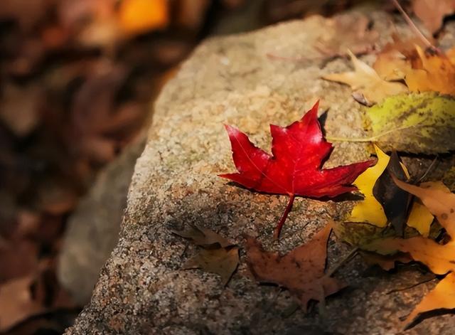 秋华未减，冬景将至，来炎帝影视基地赴一场秋冬的约会吧！