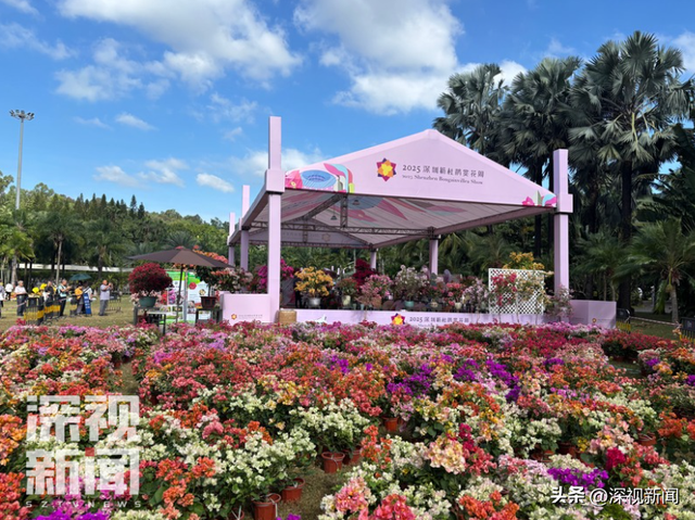 簕杜鹃花海最佳观赏期，这份“秋日限定”浪漫请收下