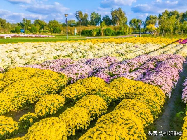 秋游射阳，这片菊海藏不住了！
