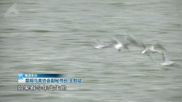 先头部队真来啦！最佳观赏期将在→