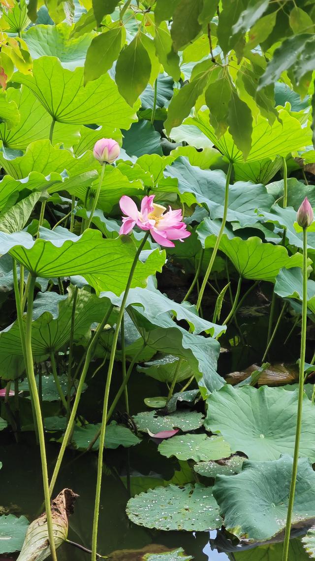荷叶飘香，花开如梦