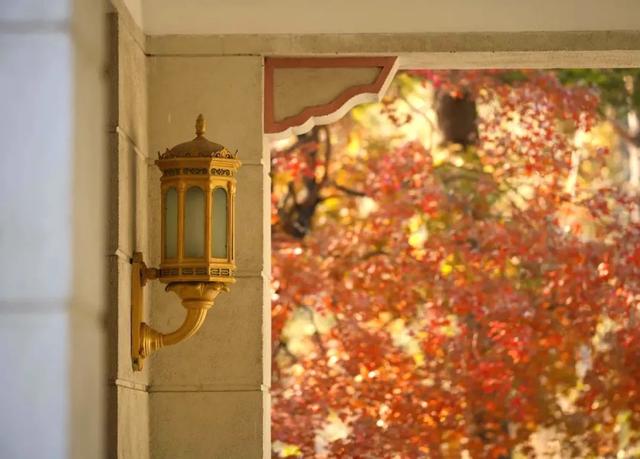 吉视界 | 金叶作毯，树影成画，南湖畔绘就北国之秋