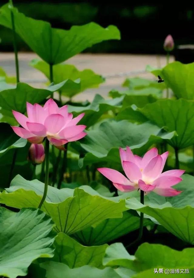 被淄博宠坏了！2026“爱你老己”，就照这样来🧡