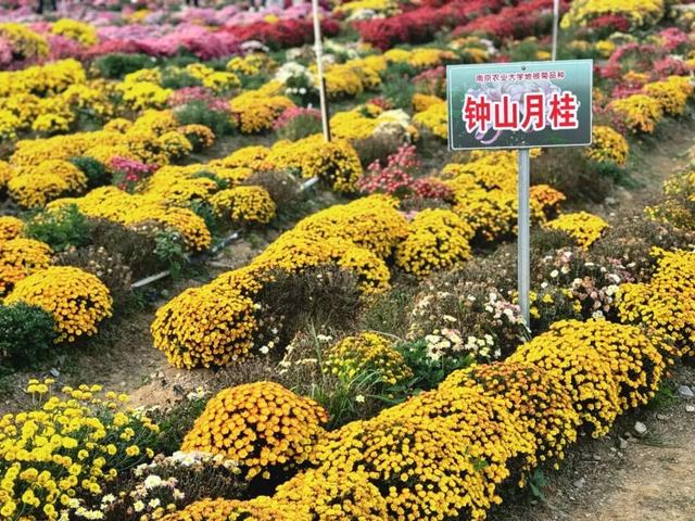 惊艳！三明这片花海已到最佳观赏期！错过又要再等一年