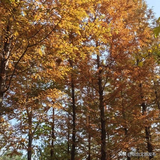 【乐游烟台】一键收藏！烟台海阳的秋天，把浪漫都洒在了这里