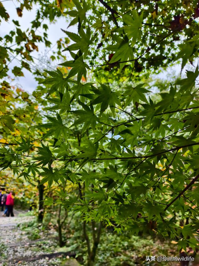 四川行(73)什邡红枫岭徒步到钟鼎寺
