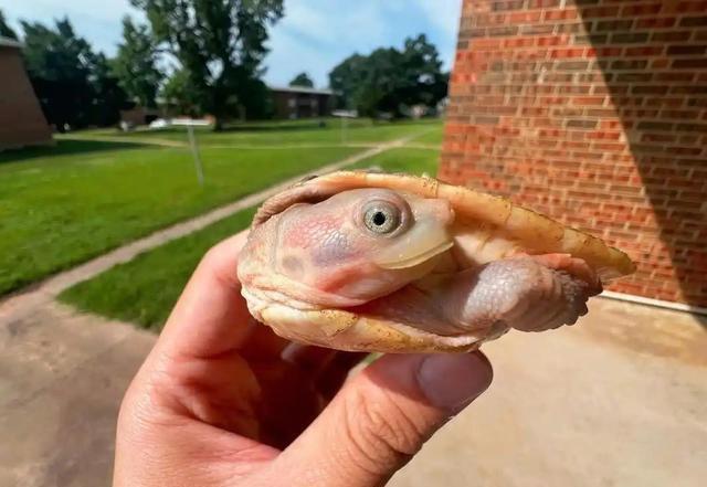 严禁入境后果严重！两女子在紧身裤内藏68只	，被广东海关查获