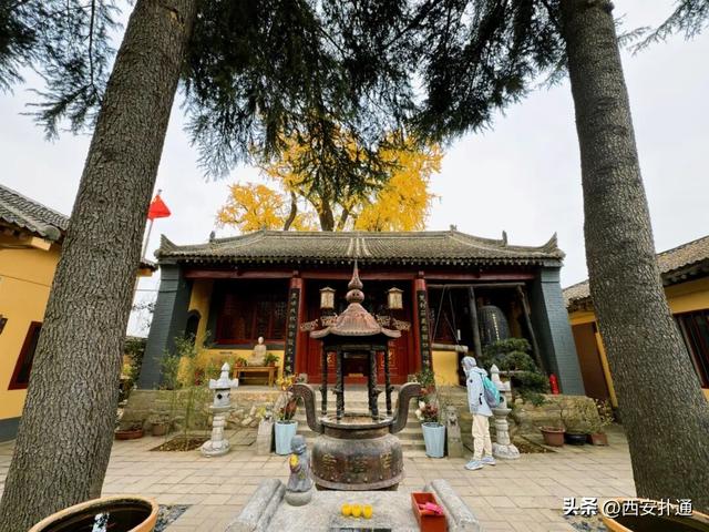 古观音禅寺谢幕？这里的千年银杏，才是最后的隐藏彩蛋！