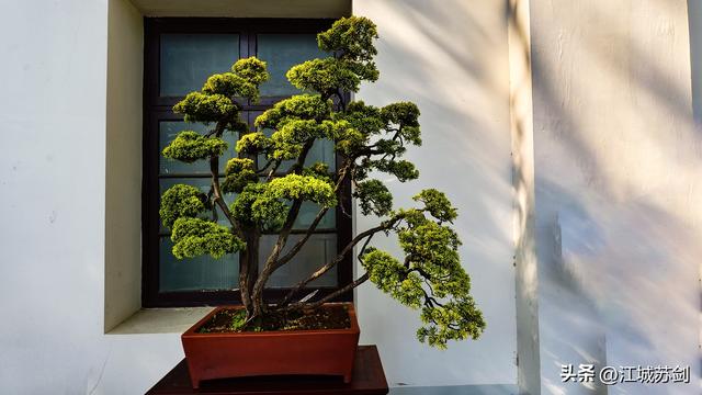 中山公园的秋，是写给武汉的一首诗