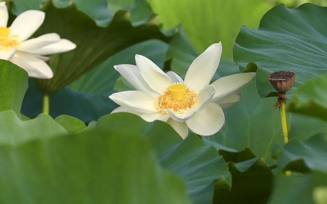 寻美薛城丨快来打卡！锦阳河里的白莲花开了，不妨停下来欣赏感受一下那份纯净与美好！