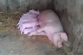 10分钟连骟5头小猪，整个过程行云流水，这是我见过最牛的骟猪匠图片