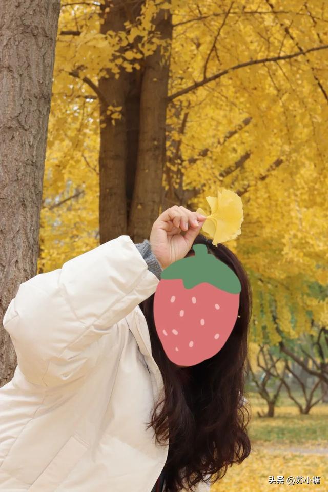 【石家庄】河北经贸大学银杏节预览，随手一拍都是壁纸