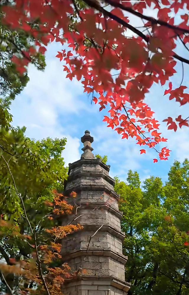 闯入昆明的秋日调色盘！这片红叶秘境即将“枫”神