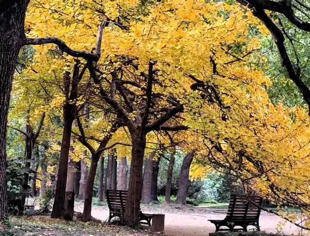 上海共青森林公园秋日攻略：5处精华点位+避坑指南，打卡油画秋景