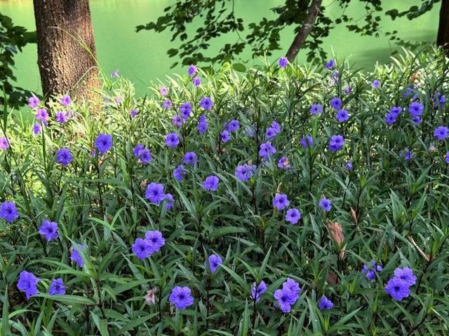 惠聚美好丨秋日的红花湖，被翠芦莉温柔环绕