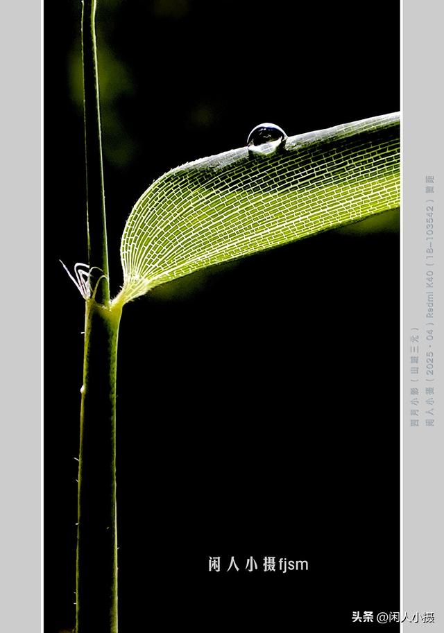 聊手机摄影（85）手机摄影用光入门须掌握，极具表现力的逆光摄影