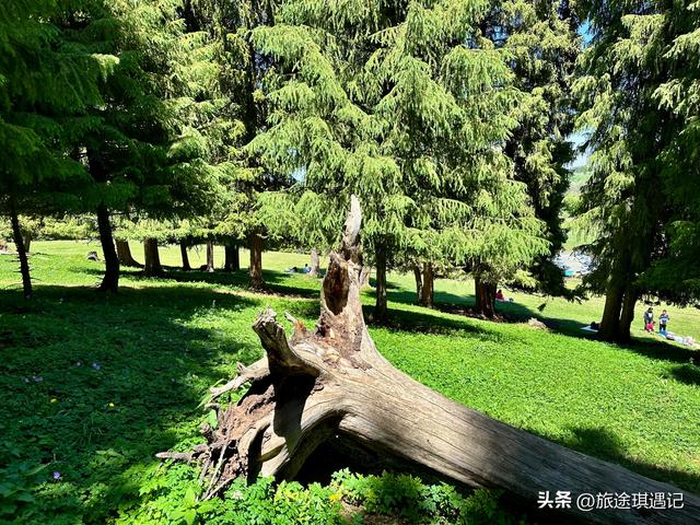 自驾北疆秘境江布拉克，雪山森林草地麦田交相辉映，媲美那拉提