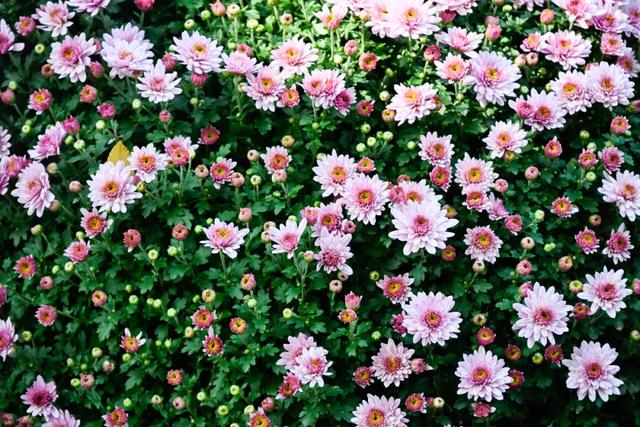 菊花展，开始！