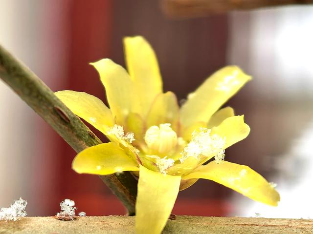 超惊喜——你想要的踏雪寻梅，安排！