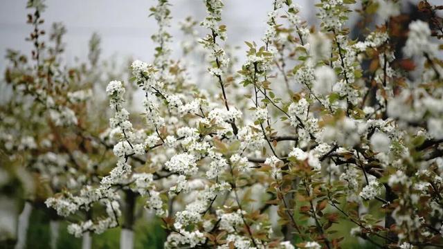 全部免费！成都春日赏花攻略来了，梨花、桃花、李花都开好了！