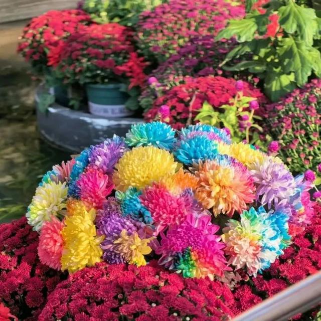 就在本周末！“安养链”社区达人团集结中山公园，70支队伍将争夺菊海C位