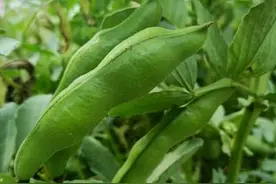 这些蔬菜没煮熟有“强毒”，煮熟后却十分美味，反差感让人更喜欢图片