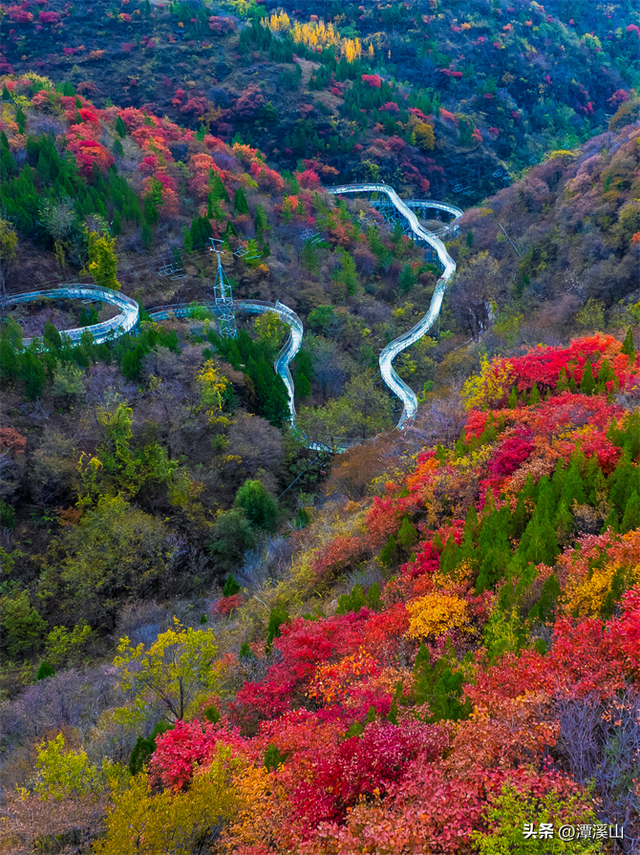 淄博红叶进入全盛期，漫山遍野醉人红