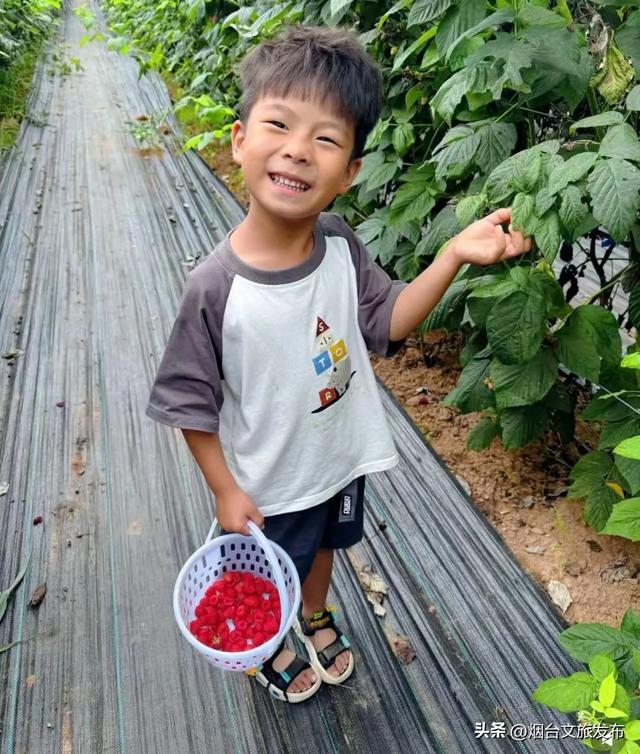 【乐游烟台】树莓红了！爆汁甜果现摘现吃，来烟台福山一起实现树莓自由吧！