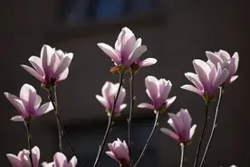 玉兰花的寓意，玉兰有几种颜色？玉兰的花朵最大嘛？图片