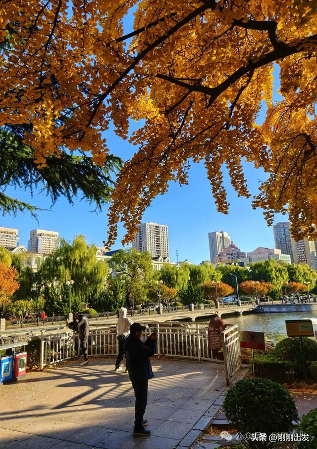 大连市内银杏顶流,百年公园银杏最佳观赏期到了