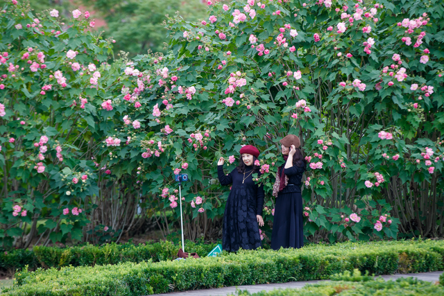 芙蓉花开醉蓉城，深秋美景胜似春