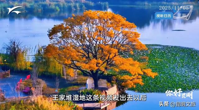 全屏“封神”！这可是昆明初冬的超绝顶流！保姆级攻略来袭，趁天晴立马冲！