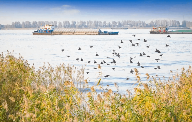 长江边，“飘雪”了！