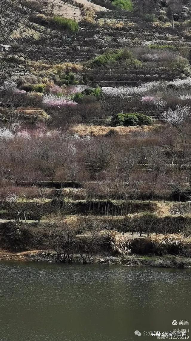 著名的赏李花胜地！这个书圣王羲之后裔居住地的千年古村你可去过