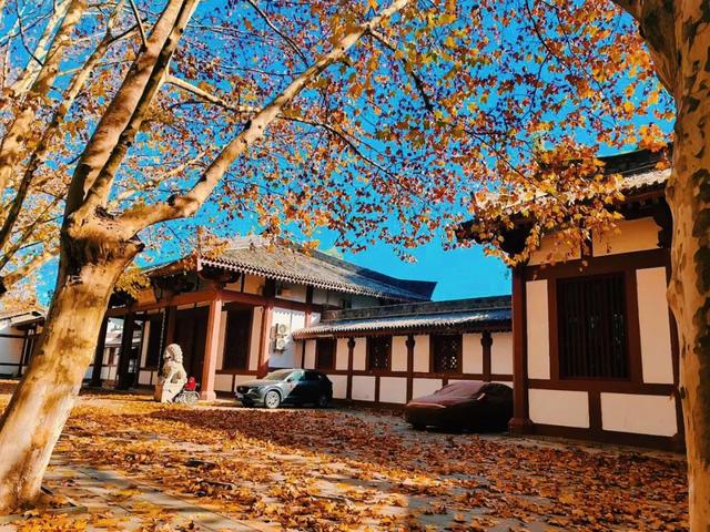 落叶有情！让汉中的秋天再“飞”一会 →