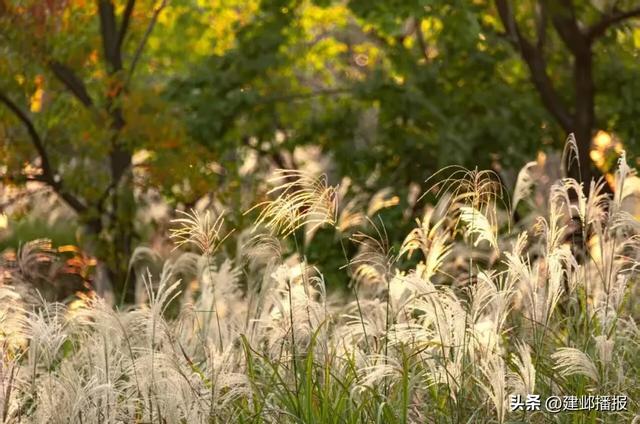 在建邺,“发呆”