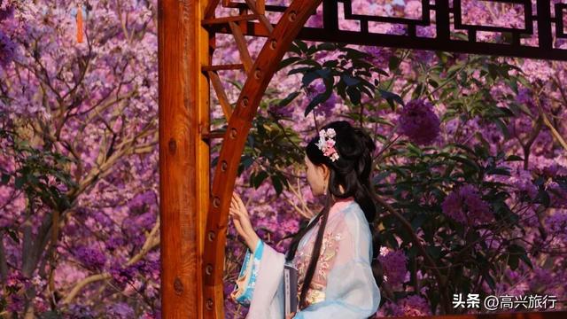 新会大泽绿美生态园太梦幻了，6000株紫花风铃开成童话花海