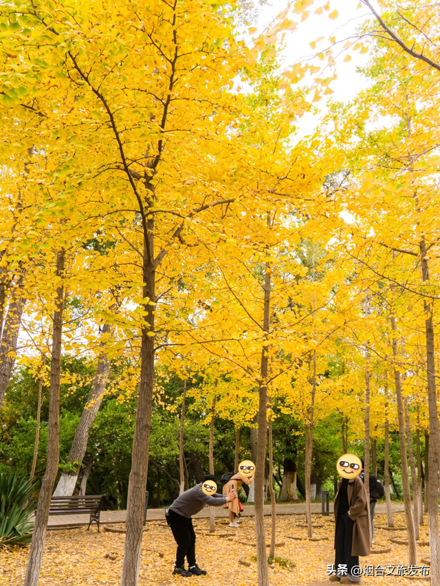 【乐游烟台】全部免费！烟台赏银杏必去这5个地方