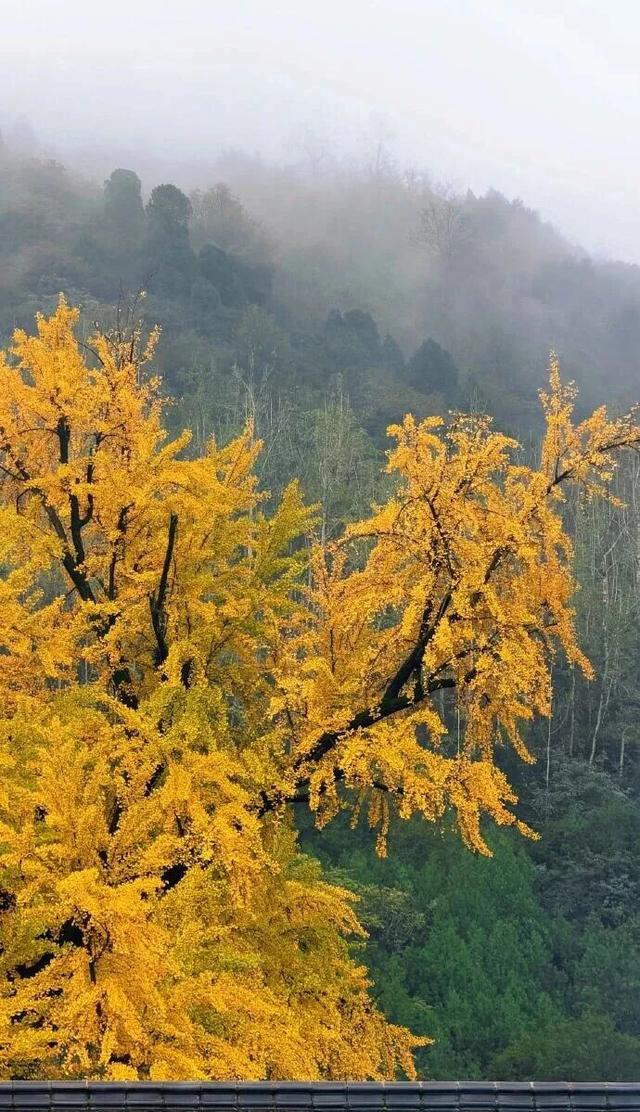 顶流回归！西安5个绝美银杏打卡地！