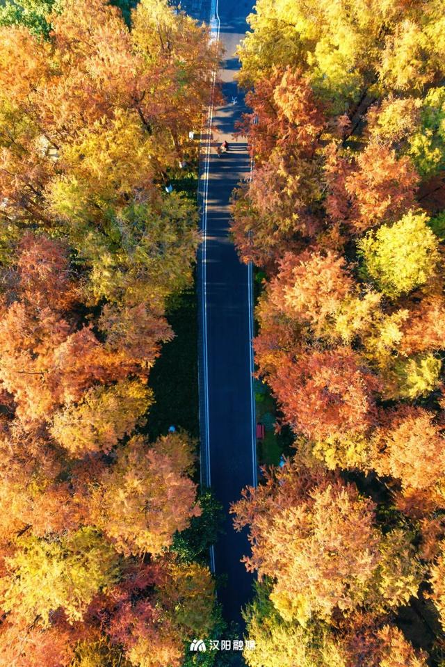 武汉城中心的彩叶秘境，在汉阳藏不住了！
