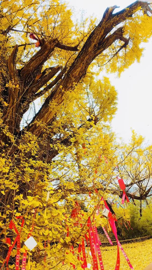 一树金黄三千年 | 邂逅榆树乡的秋日神话